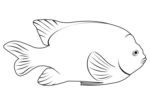 Garibaldi Damselfish (Hypsypops Rubicundus) Coloring Page